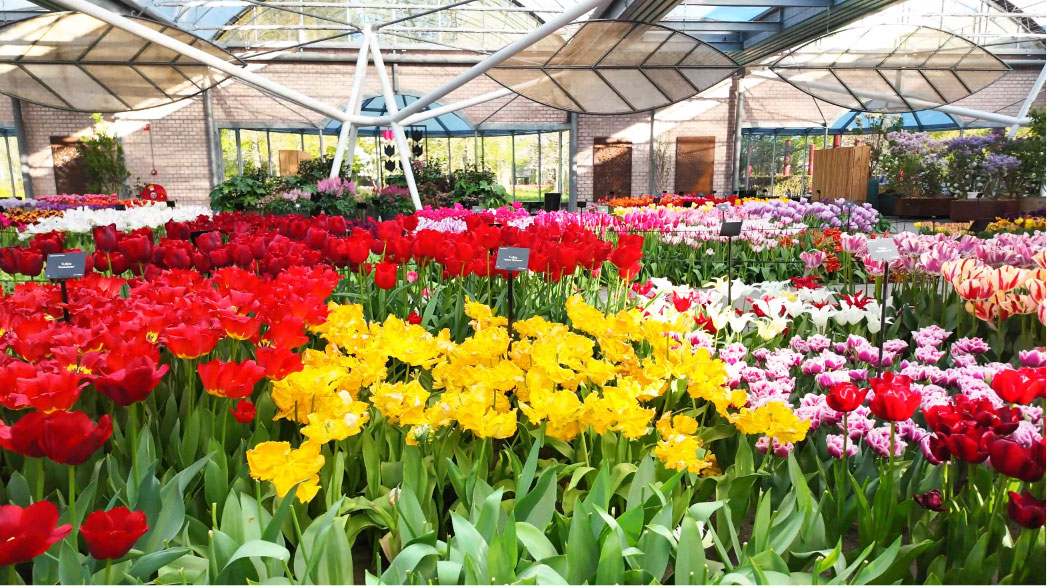 Keukenhof gardens